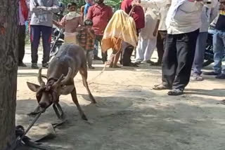 गांव में बारहसिंहा घुसने से मची खलबली