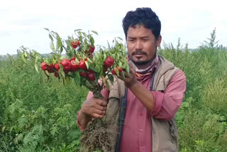 শংকাত ভূগিছে ৰাজ্যৰ কৃষক