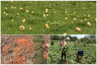 vegetable-farmers-faceing-various-problems-during-lockdown