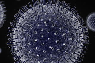 corona virus