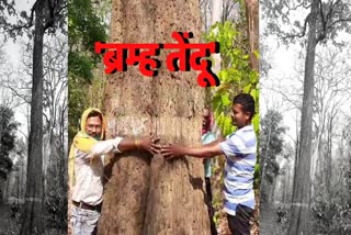 250 year old Tendu tree is worshiped in Dhamtari