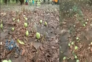 mango crop loss due to heavy rain in raajam srikakulam district