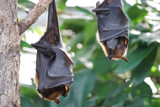 Bats not responsible for COVID-19