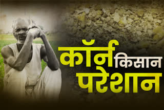 Maize farmers upset in Corn City Chhindwara