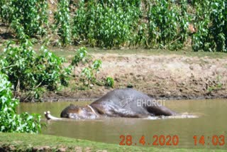 Shirasi: Elephant in the lake