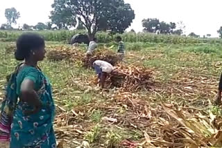 Farmer distributing free cow food