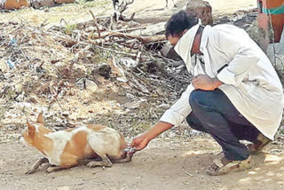 strange-behavior-in-street-dogs-in-jogulamba-gadwal