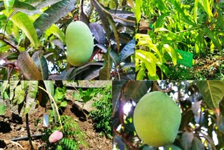 most-expensive-mango-in-the-world-is-being-grown-in-junagadh