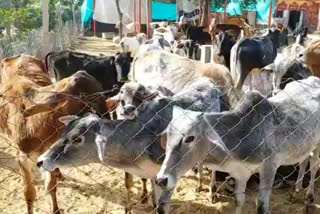 Cow dynasty in Churu, चूरू न्यूज़
