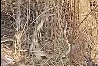 Snake romance video captured on mobile