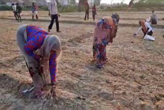 poor labors picking wheat grain from fields in meeruth in lockdown