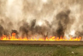 farmer's crop was destroyed by fire in hoshiarpur