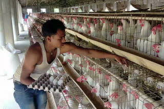 rohtak poultry and flower cultivation is facing recession because of lockdown in coronavirus