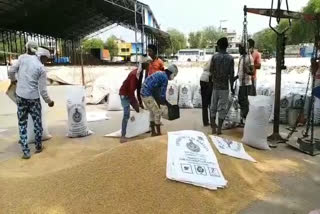 mustard and wheat crop purchase update in rewari