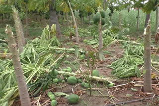 pappaya tree