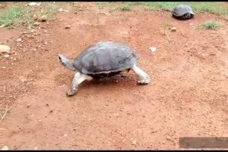 tortoise come out from lake