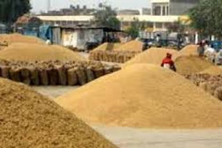 667871 MT of wheat purchased in the state