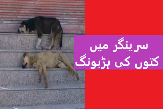 Stray dog menace continues in Srinagar, authorities in slumber