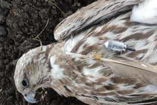 Delhi Police  Rare eagle  Indian Wildlife Protection Act  COVID-19 lockdown  Coronavirus outbreak  COVID-19 scare  ഡല്‍ഹി പോലീസ്  അപൂര്‍വ്വ ഇനം കഴുകന്‍  സഞ്ജയ് ഗാന്ധി അനിമല്‍ കെയര്‍ സെന്‍റര്‍  സുരക്ഷാ പരിശോധന  ലോക്ക് ഡൗണ്‍  കൊവിഡ്-19