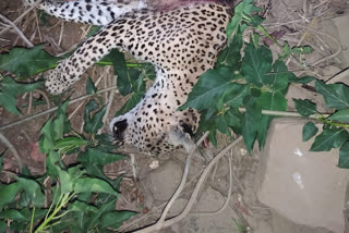 Leopard trapped in predator trap in Neemuch district