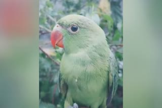 Forest Department fined youngster in erode for used  parrot in tiktok