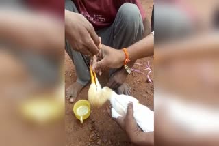 A man rescued by a duck falling from a tree