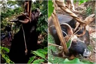 wild-buffalo-dead-in-virajapete-badaga-village