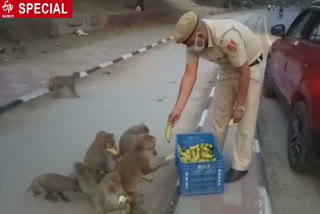 During lockdown Constable Rohtash feeds the animals after finishing duty in South delhi