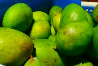 Mango Fruit Season