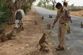 दौसा में जानवरों को खाना,  dausa news,  rajasthan news,  etvbharat news,  coronavirus in rajasthan, दौसा पुलिस कर रही सेवा, दौसा में कोरोनावायरस