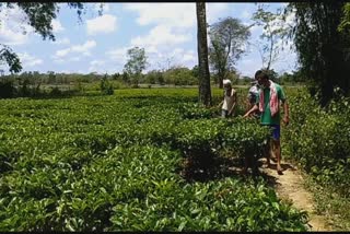 চাহ খেতিৰ সাৰৰ বজাৰত জুই