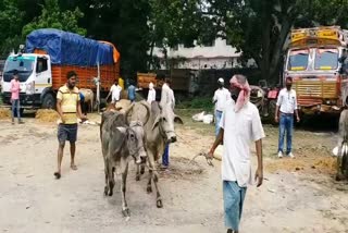 Barkatha police seized 24 animals from truck in hazaribag