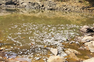 Poisoned in the Palguni River near Venur