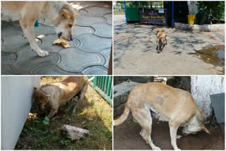 See how a dog saving biscuits for future