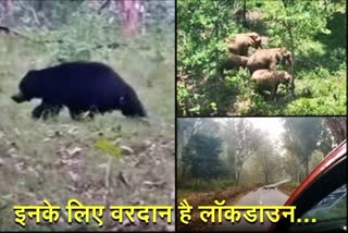 wild-animals-rejoice-in-covid-lockdown-move-around-freely-on-forest-roads-country-pathways