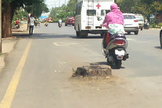 Chopped tree may become the cause of accidents on the road in Raipur