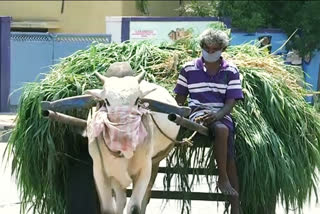 A farmer tied mask to his bull in kurnool city