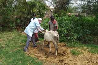 Vaccine inject to the cows of Chatna