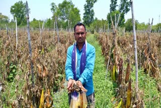 farmers-upset-due-to-rain-and-hail-in-bastar