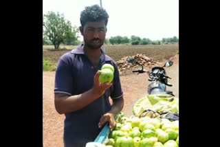 The weeping of a young farmer who cannot sell pears fruit