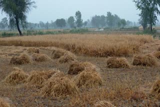 rains increased problems of farmers