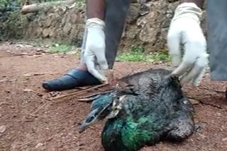 കോഴിക്കോട്  kozhikkode  The forest department took over the peacock.