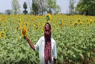 corona impact on sunflower farmer