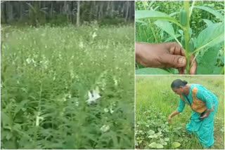 ലോക്ക്ഡൗൺ വാർത്ത  കർഷക ശാന്ത  നാദാപുരത്ത് എള്ള് കൃഷി  തൂണേരി പഞ്ചായത്ത്  കൊവിഡ് മഹാമാരി  lock down news  nadapuram farmer shantha  thooneri [panchayath  sesame farming at nadapuram