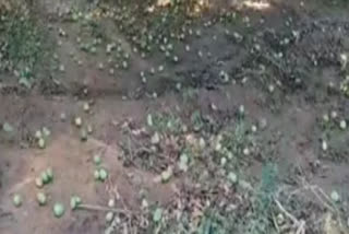 mango farmers facing problem due to heavy rain in  east godavari dst