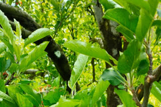 rain damage apples in shimla