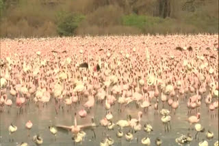 Large number of flamingos