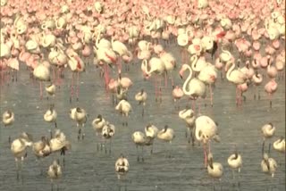 Large number of migratory Flamingo birds at the creek in Navi Mumbai