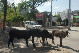 बलिया में सड़कों पर घूम रहे भूख से बेहाल निराश्रित पशु.
