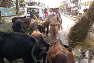 आवारा पशुओं को खिला रहे भोजन